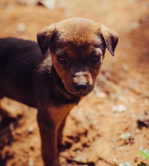 אתר נופש Villa Wodeyarmutt By The River