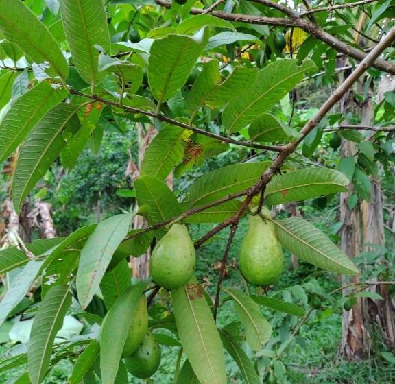 Albergue Cabaña Wiwa Tayrona