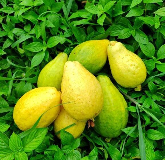 Albergue Cabaña Wiwa Tayrona