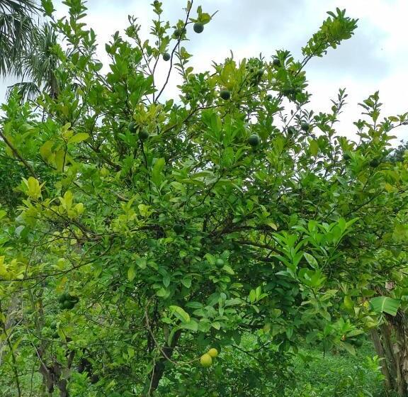Albergue Cabaña Wiwa Tayrona