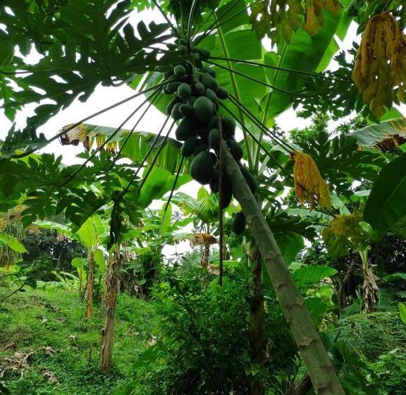 Albergue Cabaña Wiwa Tayrona