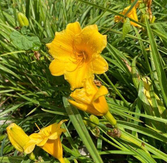 בית מלון כפרי Albergo Rifugio Cainallo