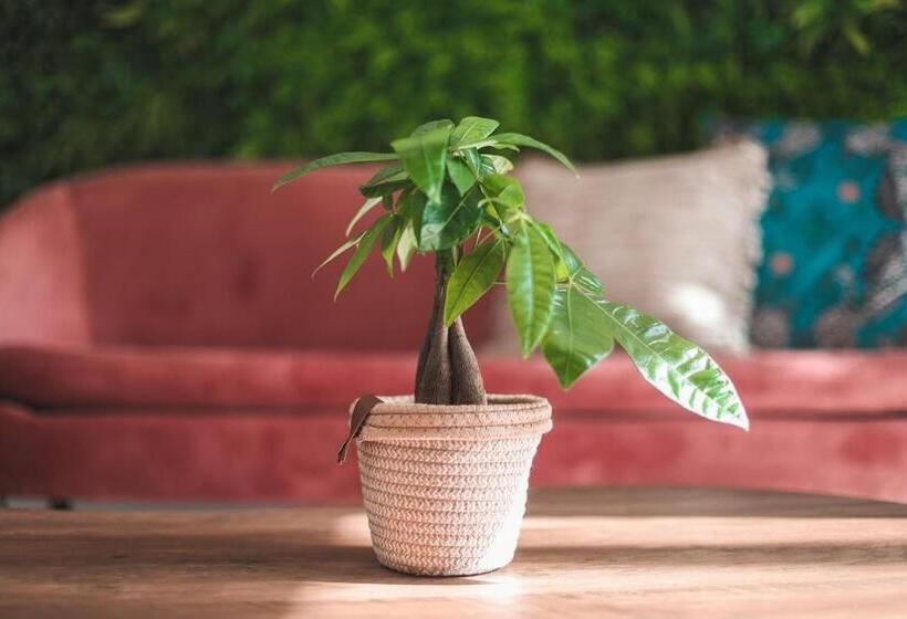 酒店 Alma Candida 15