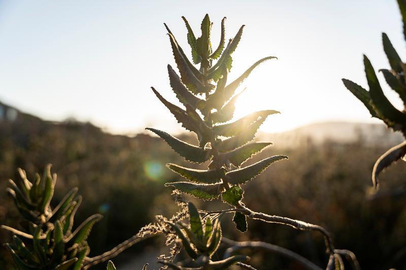 בית מלון כפרי Banyan Tree Veya, Valle De Guadalupe