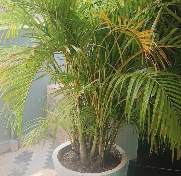 פנסיון Liya Guest House