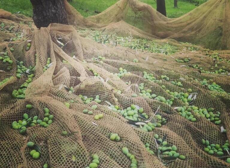 فندق Glicine Ad Antico Casale  700