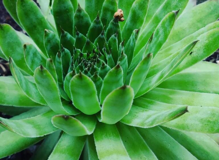 فندق Glicine Ad Antico Casale  700