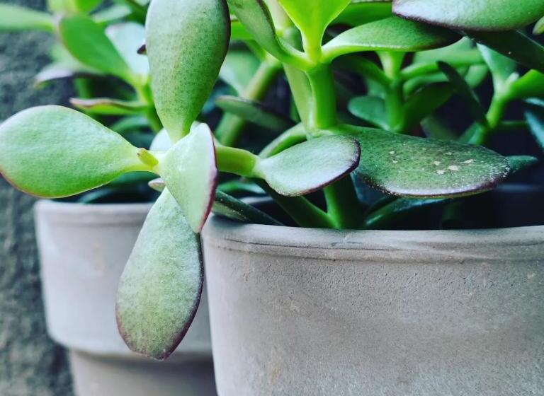 فندق Glicine Ad Antico Casale  700