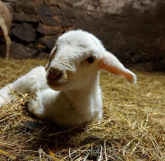 בית מלון כפרי Le Gîte De La Bergerie Des Chalots
