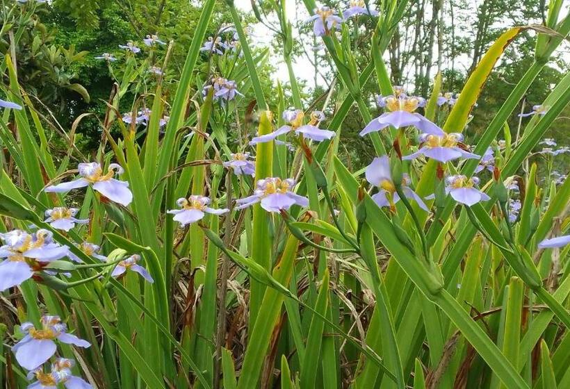 פנסיון Chale Canto Dos Pássaros 2 Fica 3 Kilometros Antes De Monte Verde Mg