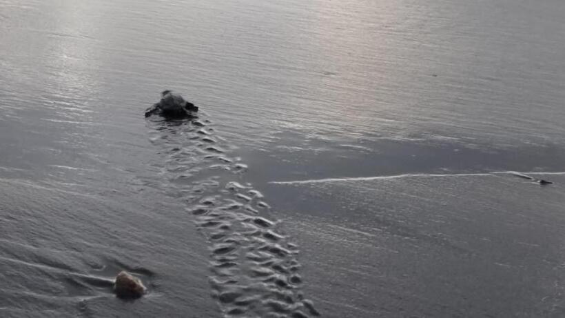 پانسیون Hostal Bahía Solano Herping