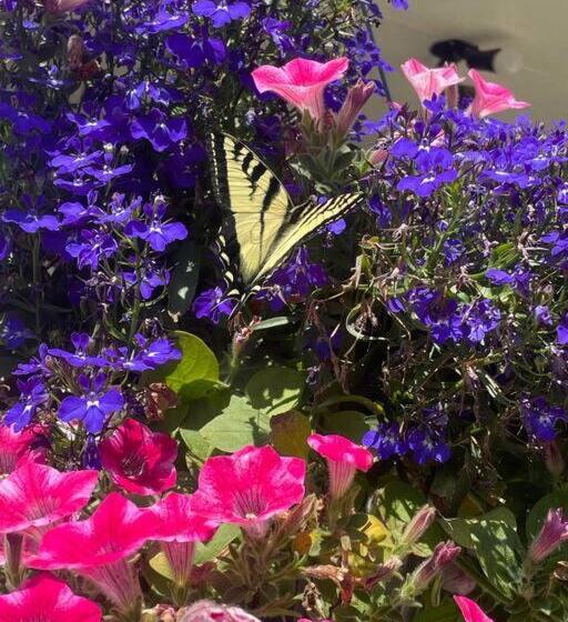 פנסיון Paridisio  In Ainsworth Hot Springs