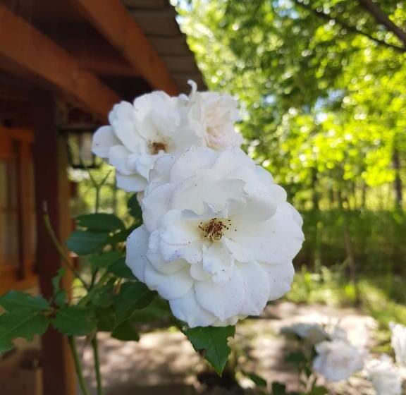 הוסטל Cabañas Brisas Del Bosque