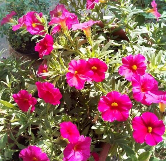 Общежитие Pousada Rir Sorte Praia De Jacaraípe