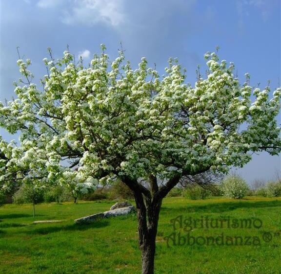 هتل Abbondanza® Agriturismo