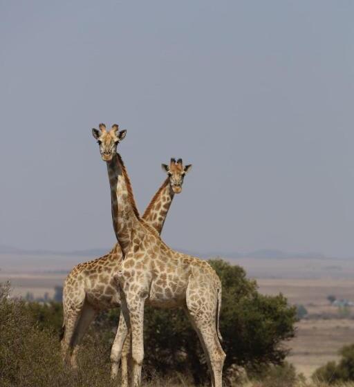 فندق Goshen Guest Farm