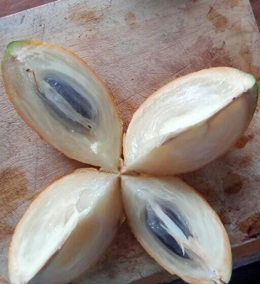 Отель Jardin Botanico Bellavista