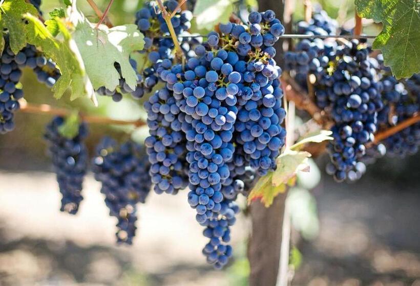 فندق Origen75 Loft   Villas   Skypool   Viñedo, Valle De Guadalupe