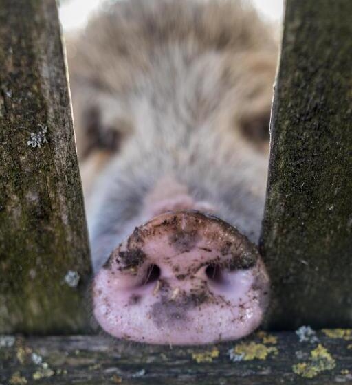 ホテル Uelis Stöckli Gästezimmer Auf Belebtem Bauernhof Mit Hotpot Und Alpakatrekking