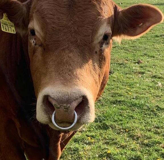 ホテル Uelis Stöckli Gästezimmer Auf Belebtem Bauernhof Mit Hotpot Und Alpakatrekking