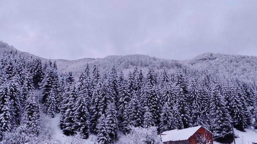 ペンション садиба квітка карпат