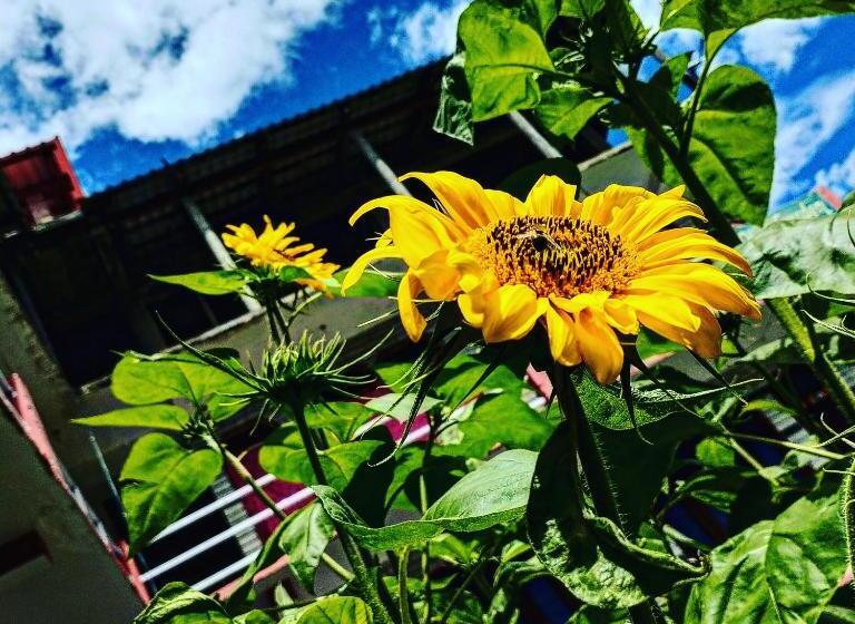 بنسيون Olive Garden Classic