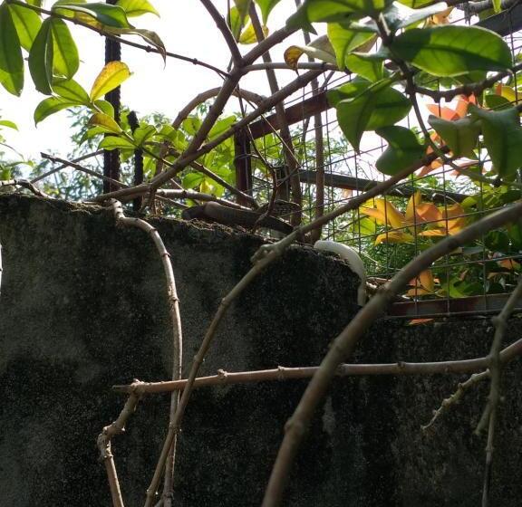 Пансион Villa Sunrise