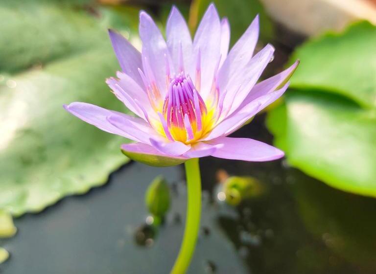 אתר נופש A Latent Farm Stay