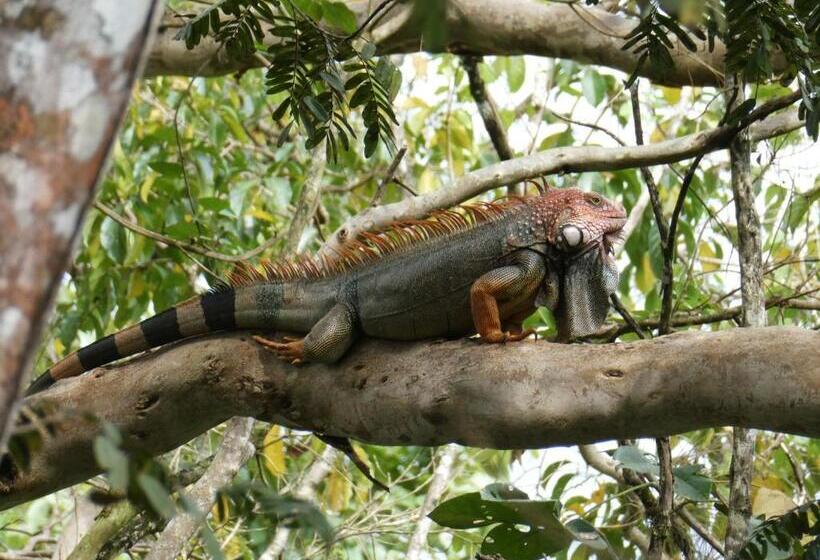 فندق صغير Alouatta Playa Coyote