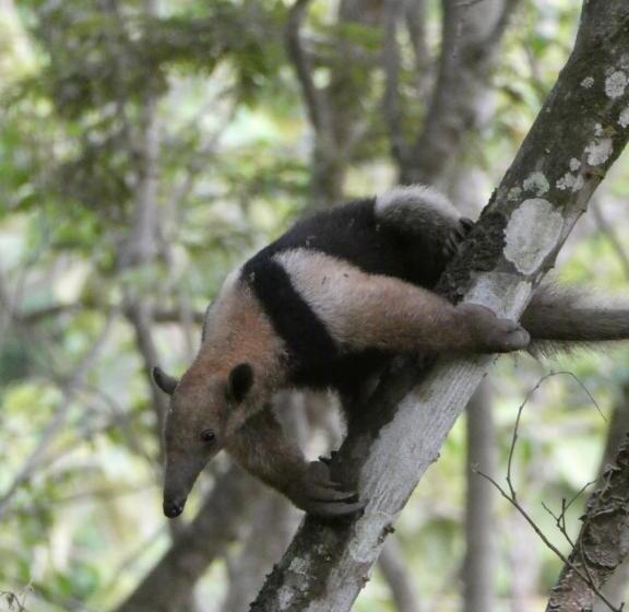 فندق صغير Alouatta Playa Coyote