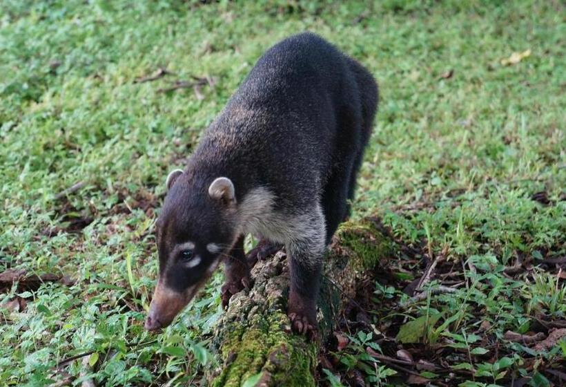 فندق صغير Alouatta Playa Coyote