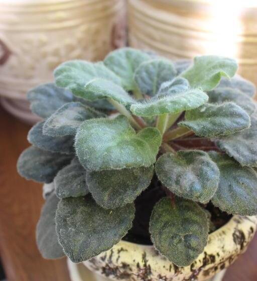 هاستل Villa Exclusive