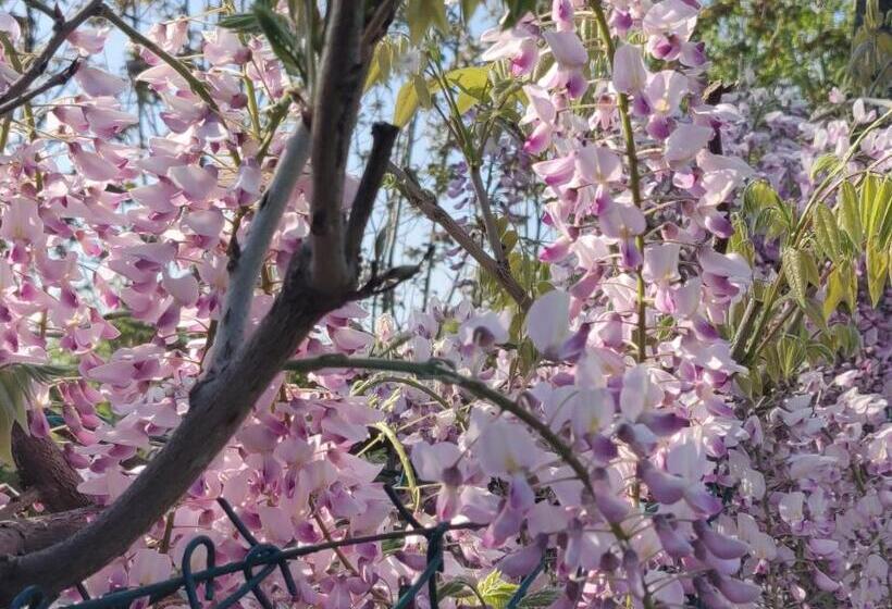 B&b Il Glicine Nascosto