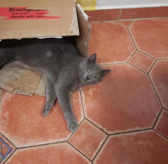 Bed and Breakfast Panorama Jurte über Dem Uri See B