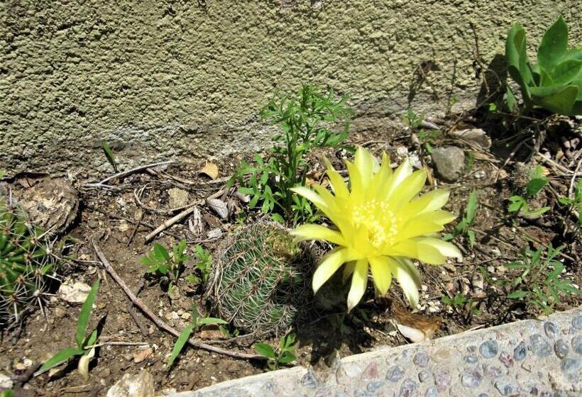 ベッドアンドブレックファースト Peperina Lago Los Molinos