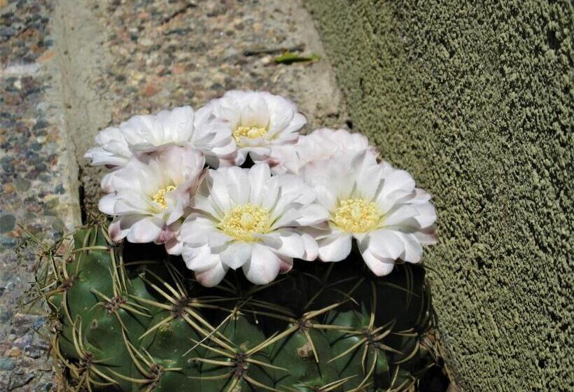 ベッドアンドブレックファースト Peperina Lago Los Molinos