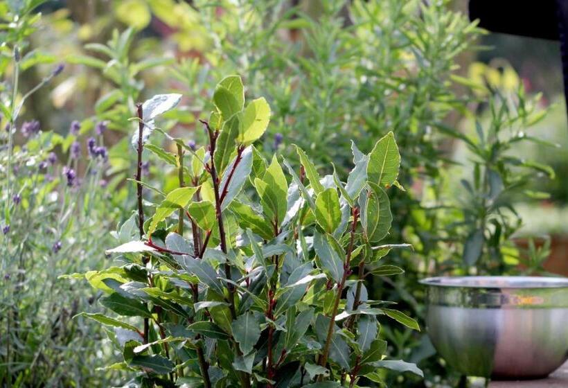 ホテル Alter Hof Am Elbdeich