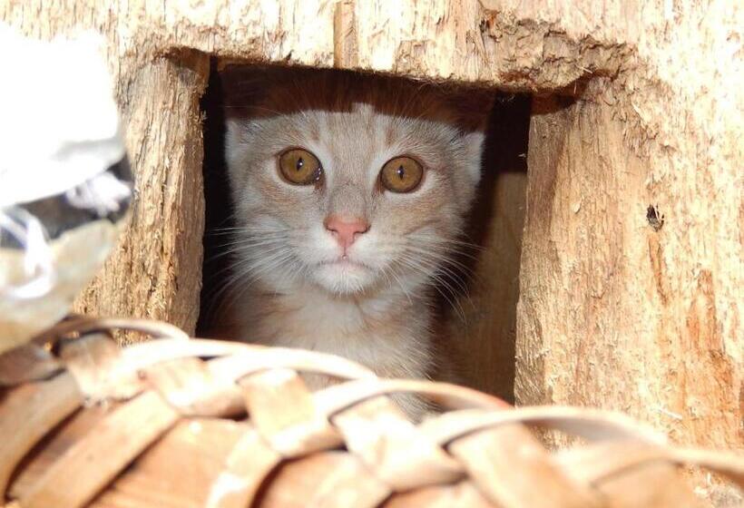 호텔 Biobauernhof Poidlbauer