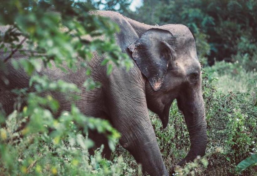 Отель The Salty Pelican Yoga & Surf Retreat