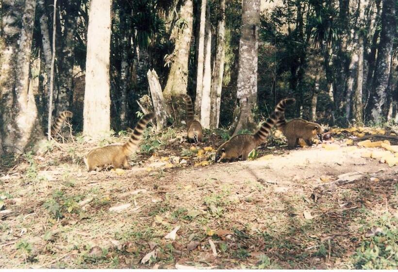 호텔 Vale Das Hortênsias