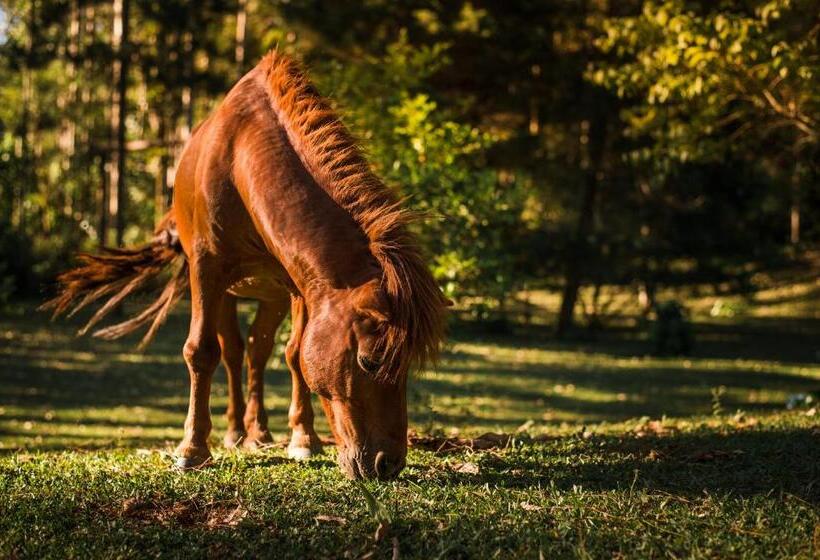 호텔 Vale Das Hortênsias