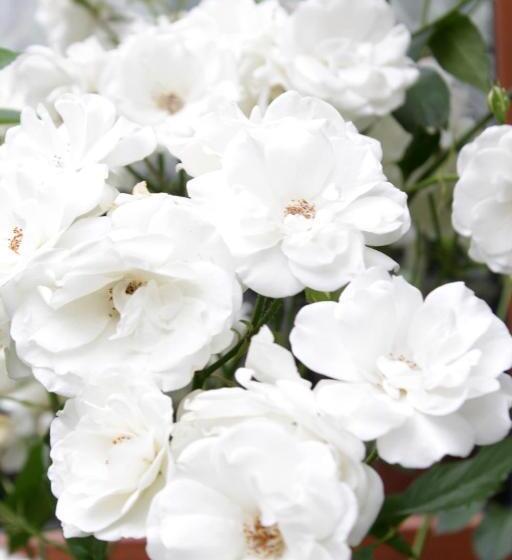 پانسیون Bagration