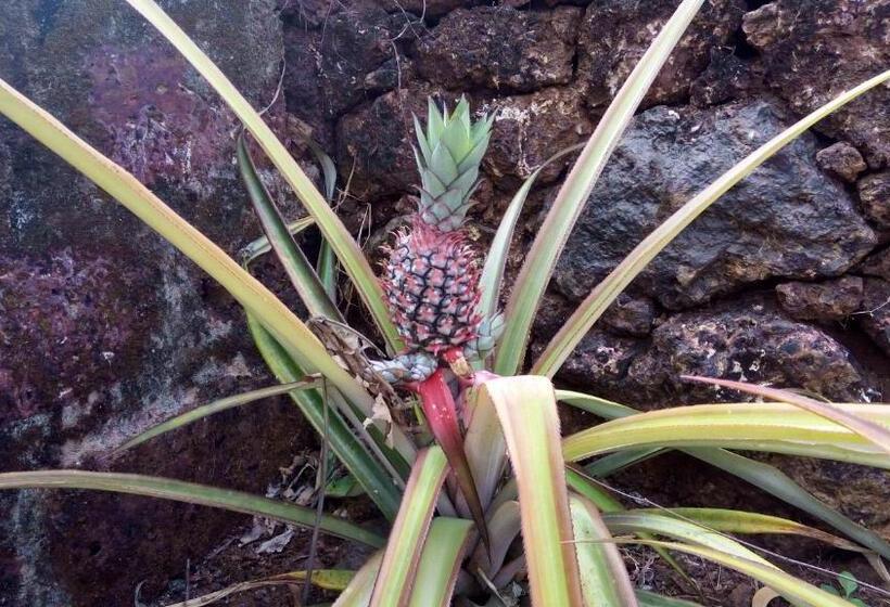 بنسيون Barve Homes