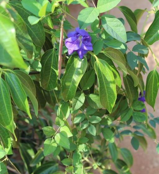 بنسيون Barve Homes