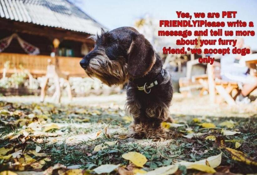 بنسيون Complex Tradițional Casa Din Vale