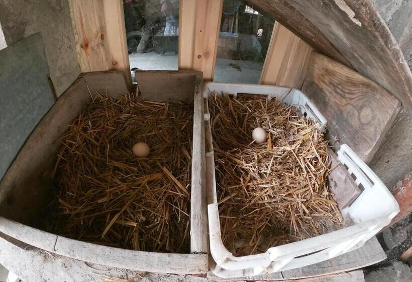 پانسیون Ethno House Inn Tianeti