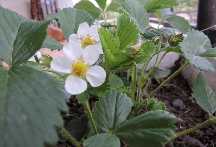 پانسیون Ethno House Inn Tianeti