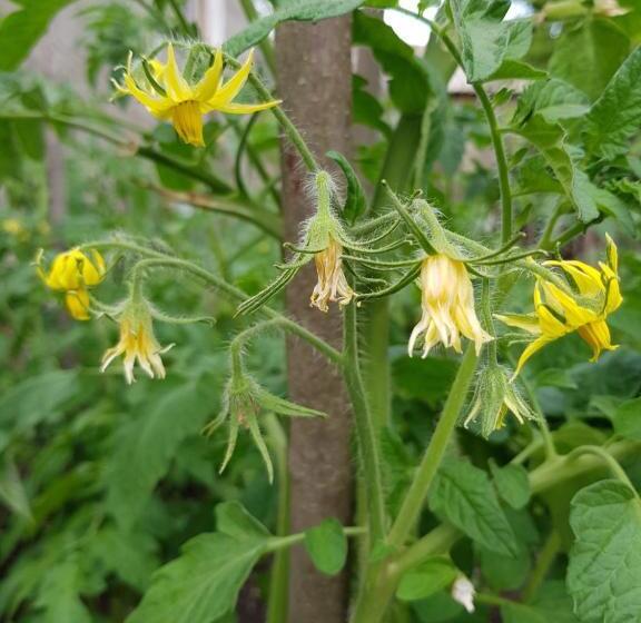 پانسیون Ethno House Inn Tianeti