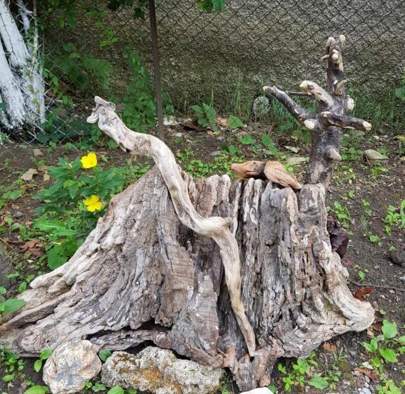 پانسیون Ethno House Inn Tianeti