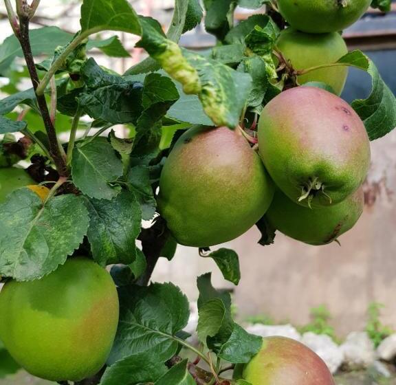 پانسیون Ethno House Inn Tianeti